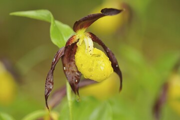 Lady's slipper orchid (Cypripedium calceolus), Martinau, Tyrol, Austria, Europe