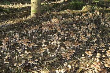 Fairies bonnets (Coprinus disseminatus) in forest, Norway spruce (Picea abies), Allgäu, Bavaria, Germany, Europe