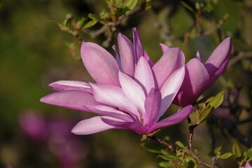 Fototapeta premium Mulan magnolia (Magnolia liliiflora), flowering, Austria, Europe