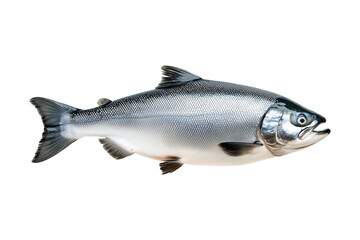 Obraz premium Silver salmon fish with fine details, textured scales and fins isolated on white transparent background. Concept of aquatic life