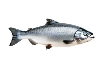 Silver salmon fish with fine details, textured scales and fins isolated on white transparent background. Concept of aquatic life