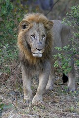 Lion (Panthera leo), male standing in bushes, Khwai region, North-West District, Okavango Delta, Botswana, Africa