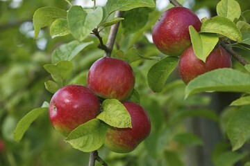 Red apples at Apple tree (Malus domestica), variety Mc.Intosh Rogers, Germany, Europe