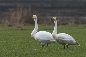 Whooper swans (Cygnus cygnus), pair standing in a meadow, Emsland, Lower Saxony, Germany, Europe
