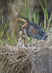 Purple heron (Ardea purpurea) with young birds at nest in reed, Baden-Württemberg, Germany, Europe