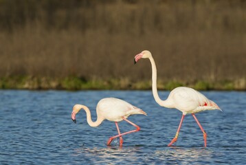 Greater Flamingo (Phoenicopterus roseus), a male in the mood for mating follows a female, at the Laguna de Fuente de Piedra, Malaga province province, Andalusia, Spain, Europe