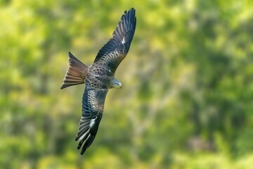 Red kite (Milvus milvus) flying, Germany, Europe