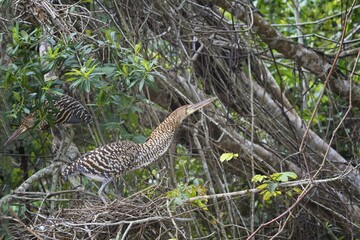 Immature Rufescent Tiger-Herons (Tigrisoma lineatum), perched on nest, Pantanal, Mato Grosso, Brazil, South America