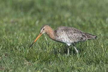 Black-tailed godwit (Limosa limosa) runs on grass, East Frisia, Lower Saxony, Germany, Europe