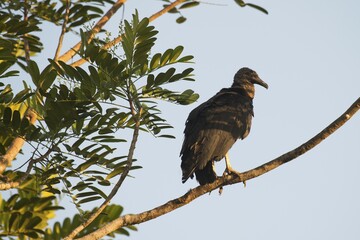 Black Vulture (Coragyps atratus) perched on a tree  branch, Heredia Province, Costa Rica, Central America