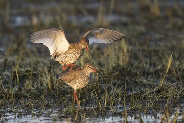 Common redshank (Tringa totanus), animal pair mating in wet meadow, Texel, West Frisian Islands,...