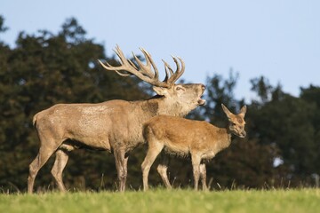 Roaring red deer (Cervus elaphus) with venison, Lower Saxony, Germany, Europe