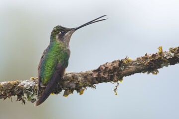 Magnificent Hummingbird (Eugene fulgens) perched on a branch, female, Los Quetzales National Park, Costa Rica, Central America