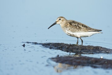 Dunlin (Calidris alpina), reflection, Darß, Mecklenburg-Western Pomerania, Germany, Europe
