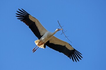 White stork (Ciconia ciconia) flies with nesting material, Germany, Europe