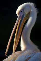 Great white pelican (Pelecanus onocrotalus), animal portrait, captive, Germany, Europe
