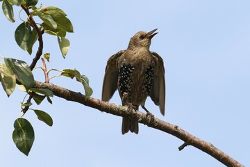 European Starling (Sturnus vulgaris), young bird sits singing in pear tree, island Usedom,...