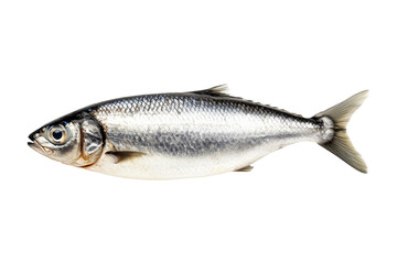 Obraz premium Fresh sardine fish with detailed scales and fins isolated on white transparent background, symbolizing canned seafood