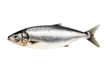 Fresh sardine fish with detailed scales and fins isolated on white transparent background, symbolizing canned seafood