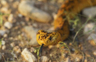 Cape Cobra (Naja nivea), sticking out tongue, Kalahari Desert, Kgalagadi Transfrontier Park, South...