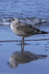 Yellow-legged gull (Larus michahellis), water reflection in the shallow waters of the Baltic Sea, Darß, Mecklenburg-Western Pomerania, Germany, Europe
