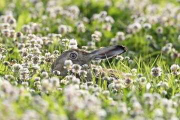 European hare (Lepus europaeus), sitting in clover (Trifolium repens), Lower Rhine, North Rhine-Westphalia, Germany, Europe