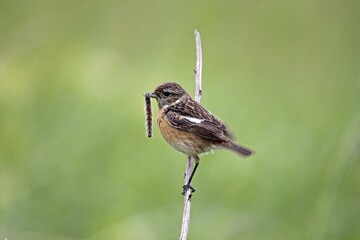 African stonechat (Saxicola torquata), female with a caterpillar, Burgenland, Austria, Europe