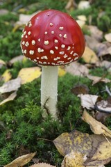 Fly agaric (Amanita muscaria), nature reserve Beversee, North Rhine-Westphalia, Germany, Europe