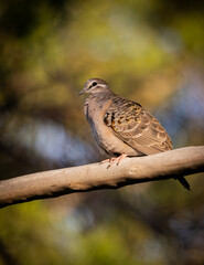 Common bronzewing pigeon (Phaps chalcoptera) perched in a tree.