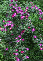 Flowering Wild Rose (Rosa), bush, Bavaria, Germany, Europe