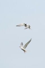 Common Terns (Sterna hirundo), in flight, Texel, North Holland, Netherlands