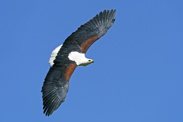 African fish eagle (Haliaeetus vocifer) flying, Germany, Europe