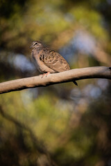 Common bronzewing pigeon (Phaps chalcoptera) perched in a tree.
