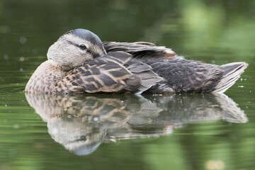 Mallard (Anas platyrhynchos) resting in water with head in plumage, Emsland, Lower Saxony, Germany, Europe