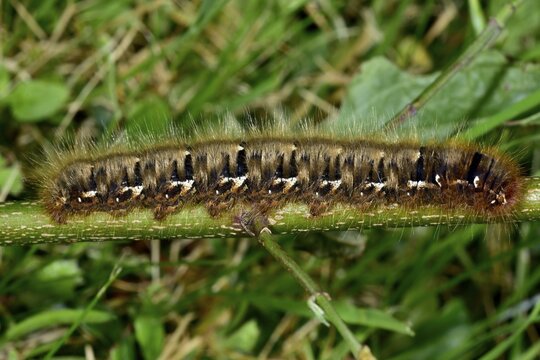 Oak eggar (Lasiocampa Quercus), caterpillar on a stem, Baden-W&uuml;rttemberg, Germany, Europe