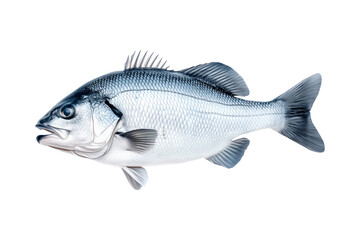 Obraz premium Silver sea bass fish isolated on white transparent background, showcasing its shiny scales and natural texture.