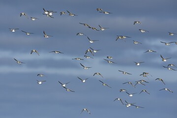 Sanderlings (Calidris alba), flying in a flock, Texel, West Frisian Islands, Province of North...