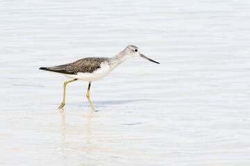 Common Greenshank (Tringa nebularia) runs in water, Praslin, Seychelles, Africa