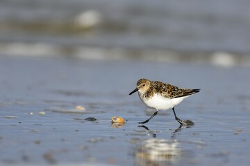 Sanderling (Calidris alba), walking, Texel, West Frisian Islands, Province of North Holland, The...