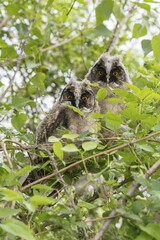 Young long-eared owls (Asio otus) sitting in the tree, young animals, Lake Neusiedl, Burgenland, Austria, Europe