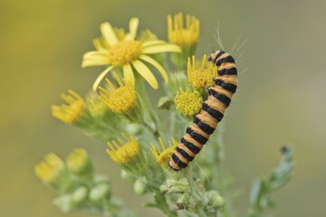 Caterpillar from Cinnabar Moth (Tyria jacobaeae), Emsland, Lower Saxony, Germany, Europe