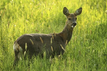 European roe deer (Capreolus capreolus), doe, in high grass, Allgäu, Bavaria, Germany, Europe