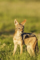 Black-backed Jackal (Canis mesomelas), standing in grassland, Kalahari Desert, Kgalagadi Transfrontier Park, South Africa, Africa