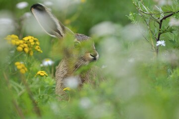 Hare (Lepus europaeus) sitting between flowers, North Rhine-Westphalia, Germany, Europe