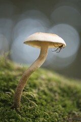 Sulphur tuft or clustered woodlover (Hypholoma fasciculare) with spider, Emsland, Lower Saxony, Germany, Europe