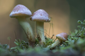 Sulphur tufts (Hypholoma fasciculare), Emsland, Lower Saxony, Germany, Europe