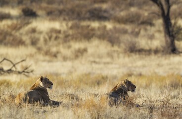 Lions (Panthera leo), two females observing their surroundinmgs, lying in grass, Kalahari Desert, Kgalagadi Transfrontier Park, South Africa, Africa
