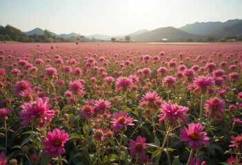 Fototapeta premium A field of multicolored cosmos flowers with a bright and sunny filter