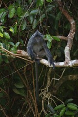 Silvery lutung (Trachypithecus cristatus),, male sitting on tree branch, Permai Rainforest, Santubong, Sarawak, Borneo, Malaysia, Asia
