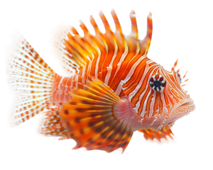 Fish with orange and white stripes is swimming in the water